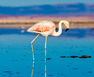 flamencos 1